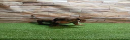 Teckel Miniatura perros en venta: TECKEL MINI - Anuncio 3