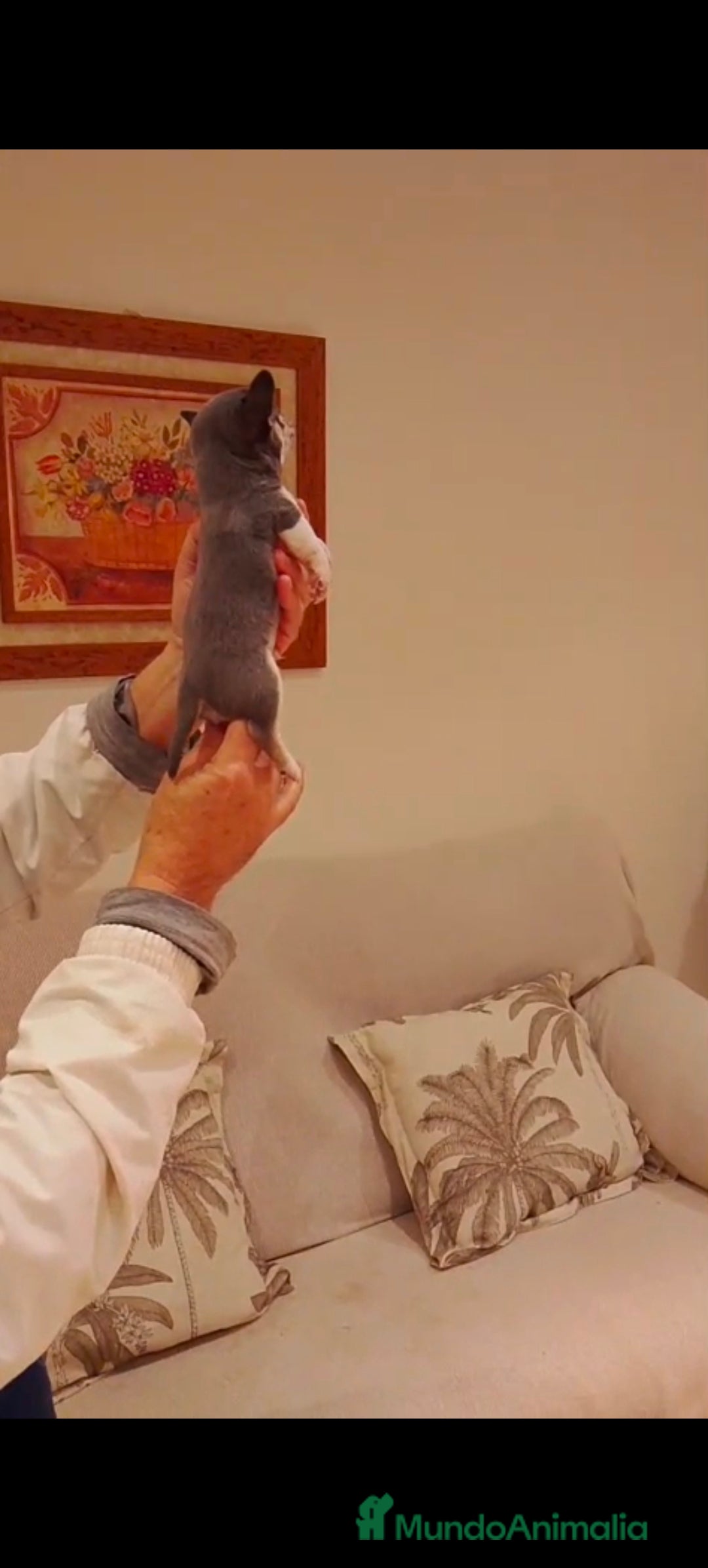 Chihuahua perros en venta: Chihuahua Toy macho blue  - Anuncio 2