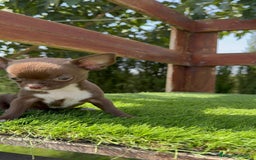 Chihuahua perros en venta: CHIHUAHUA HEMBRA - Imagen 7