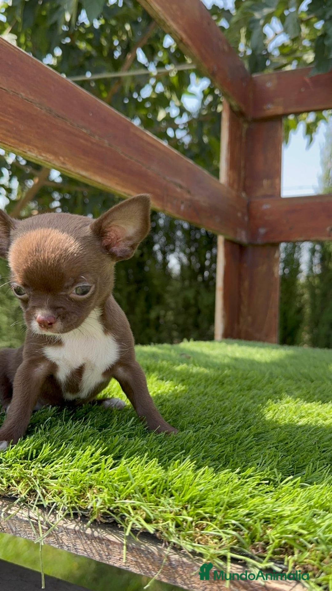 Chihuahua perros en venta: CHIHUAHUA HEMBRA - Imagen 7