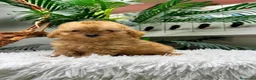 Caniche Toy perros en venta: CANICHE TOY - Anuncio 5