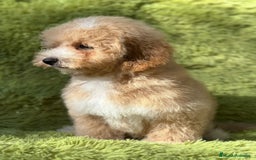 Maltipoo perros en venta: Maltipoo f2 - Imagen 5