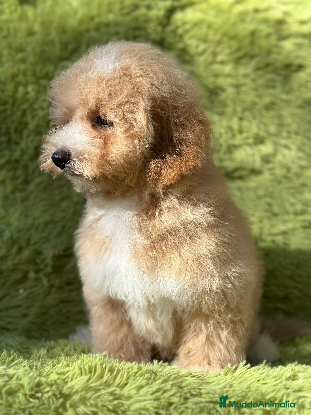 Maltipoo perros en venta: Maltipoo f2 - Imagen 5