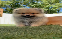 Pomerania perros en venta: POMERANIA - Imagen 4