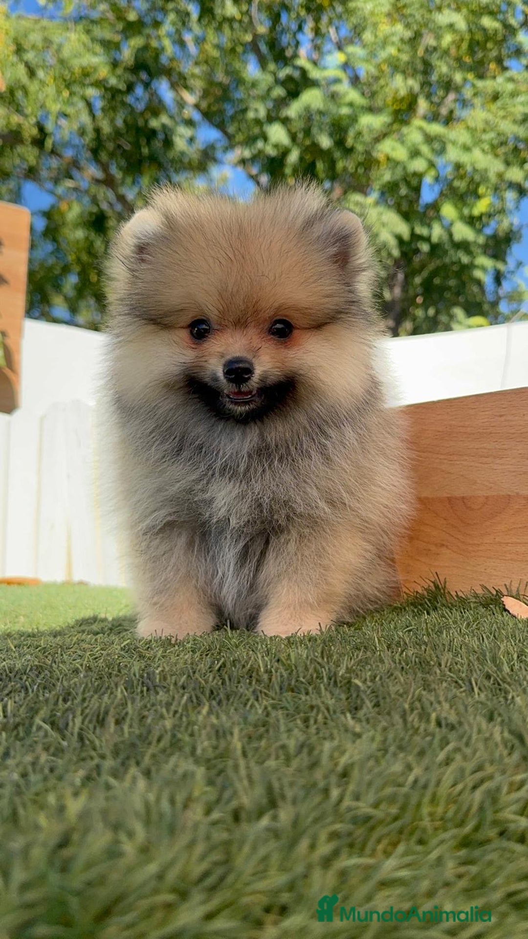 Pomerania perros en venta: POMERANIA - Imagen 4