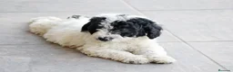 Perro de Agua Español perros en venta: Perro de agua , cachorros  - Anuncio 23
