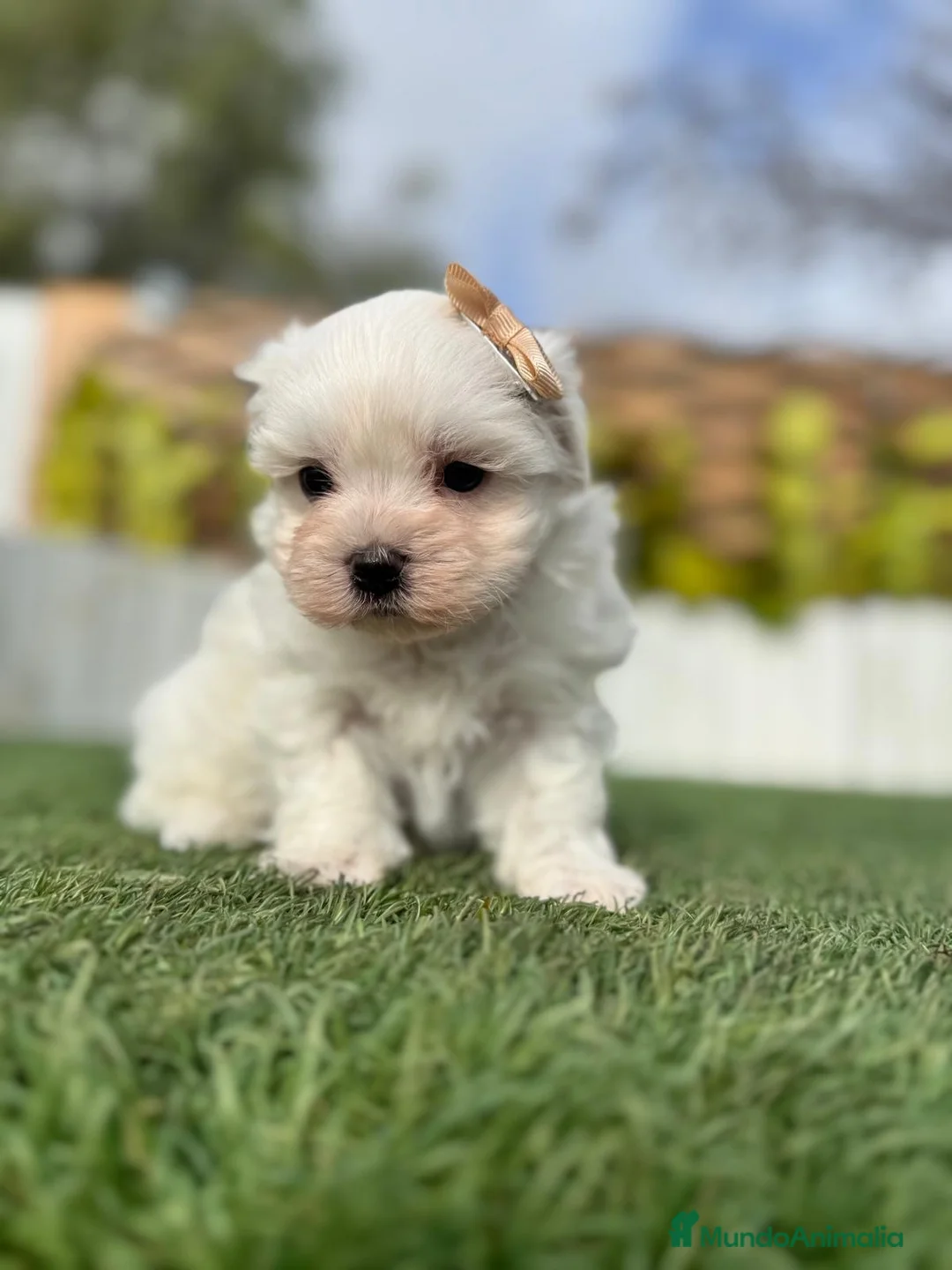 Bichón Maltés perros en venta: BICHÓN MALTÉS MACHO - Anuncio 7