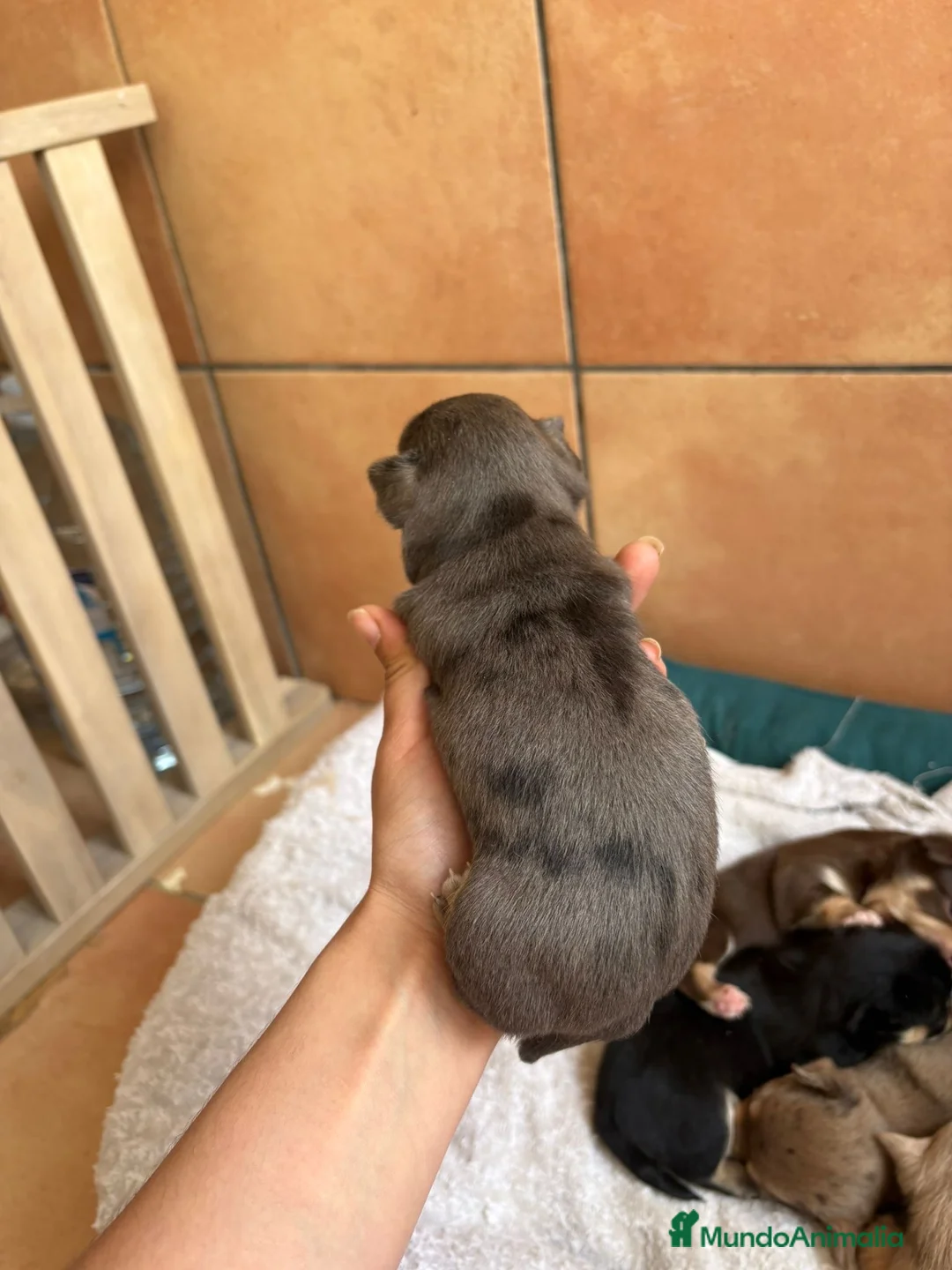 Chihuahua perros en venta: Chihuahua macho blue merle 🐾🐶 - Anuncio 2