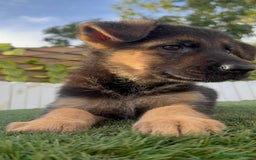 Pastor Alemán perros en venta: PASTOR ALEMAN HEMBRA - Imagen 10