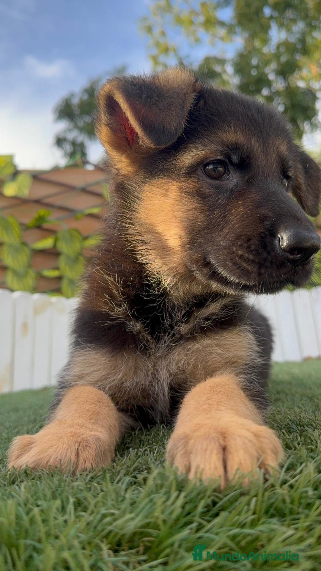 Pastor Alemán perros en venta: PASTOR ALEMAN HEMBRA - Imagen 10