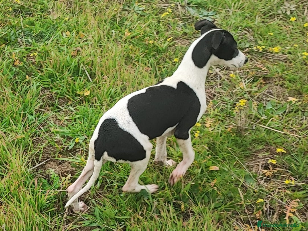 Whippet perros en venta: WHIPPET MACHO - Anuncio 3