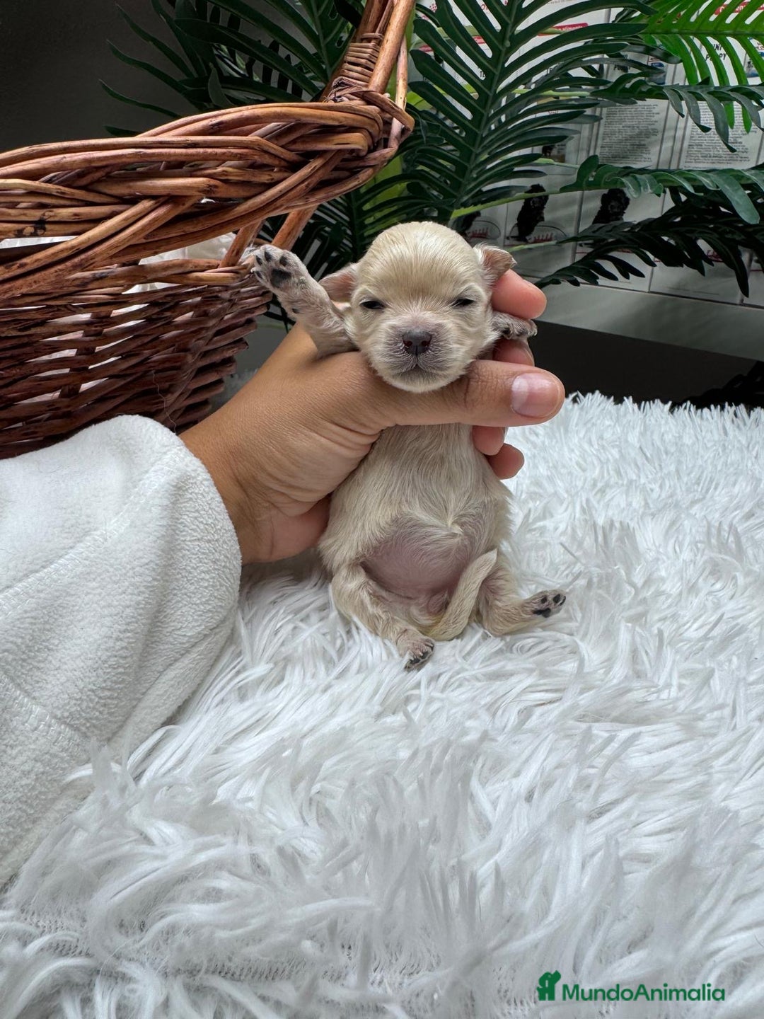 Maltipoo perros en venta: MALTIPOO HEMBRA - Anuncio 5