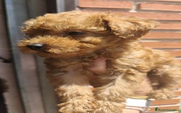 Caniche Toy perros en venta: Cachorritos caniche Rojo ❤️ TOY - Imagen 8