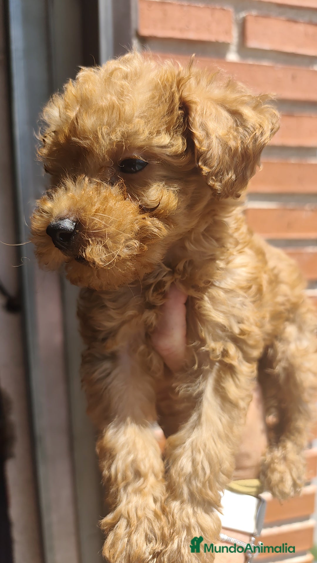 Caniche Toy perros en venta: Cachorritos caniche Rojo ❤️ TOY - Imagen 8