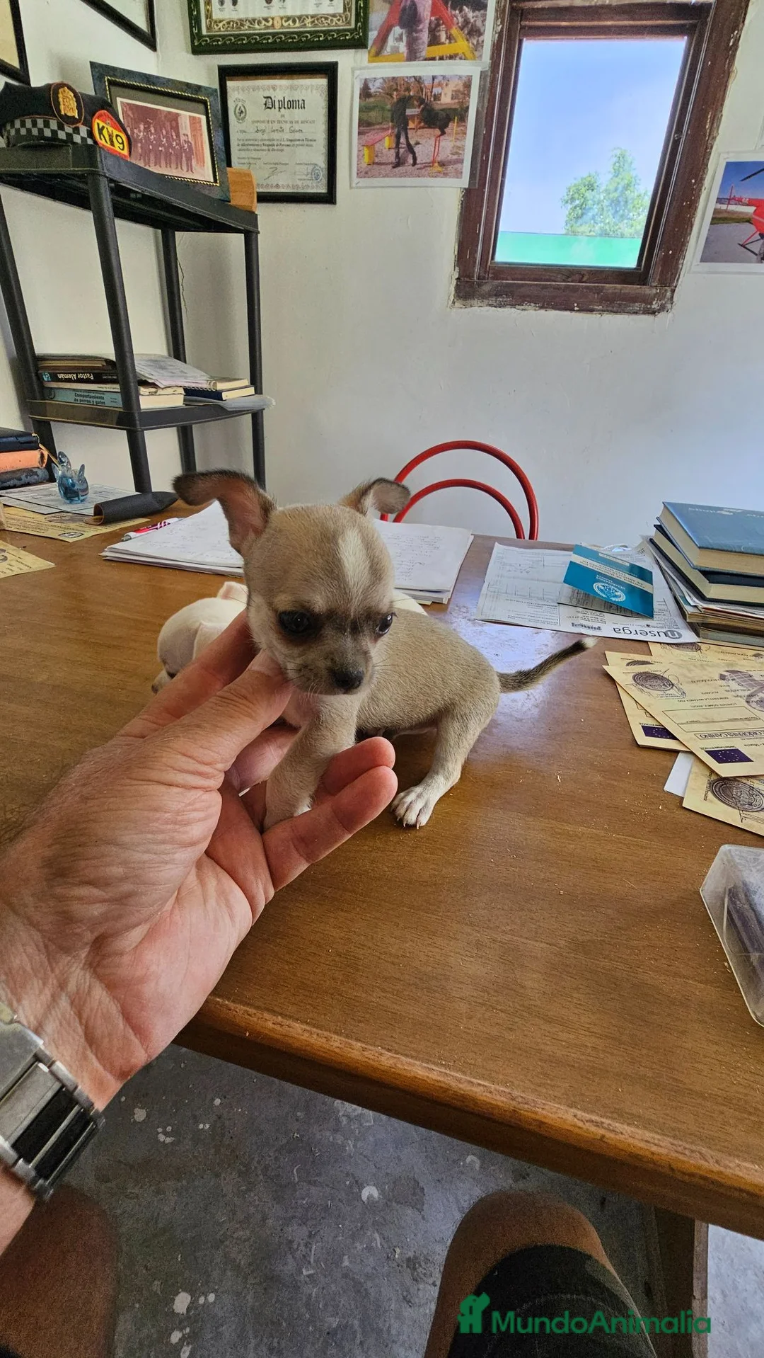 Chihuahua perros en venta: Cachorritos chihuahua mini  - Anuncio 1