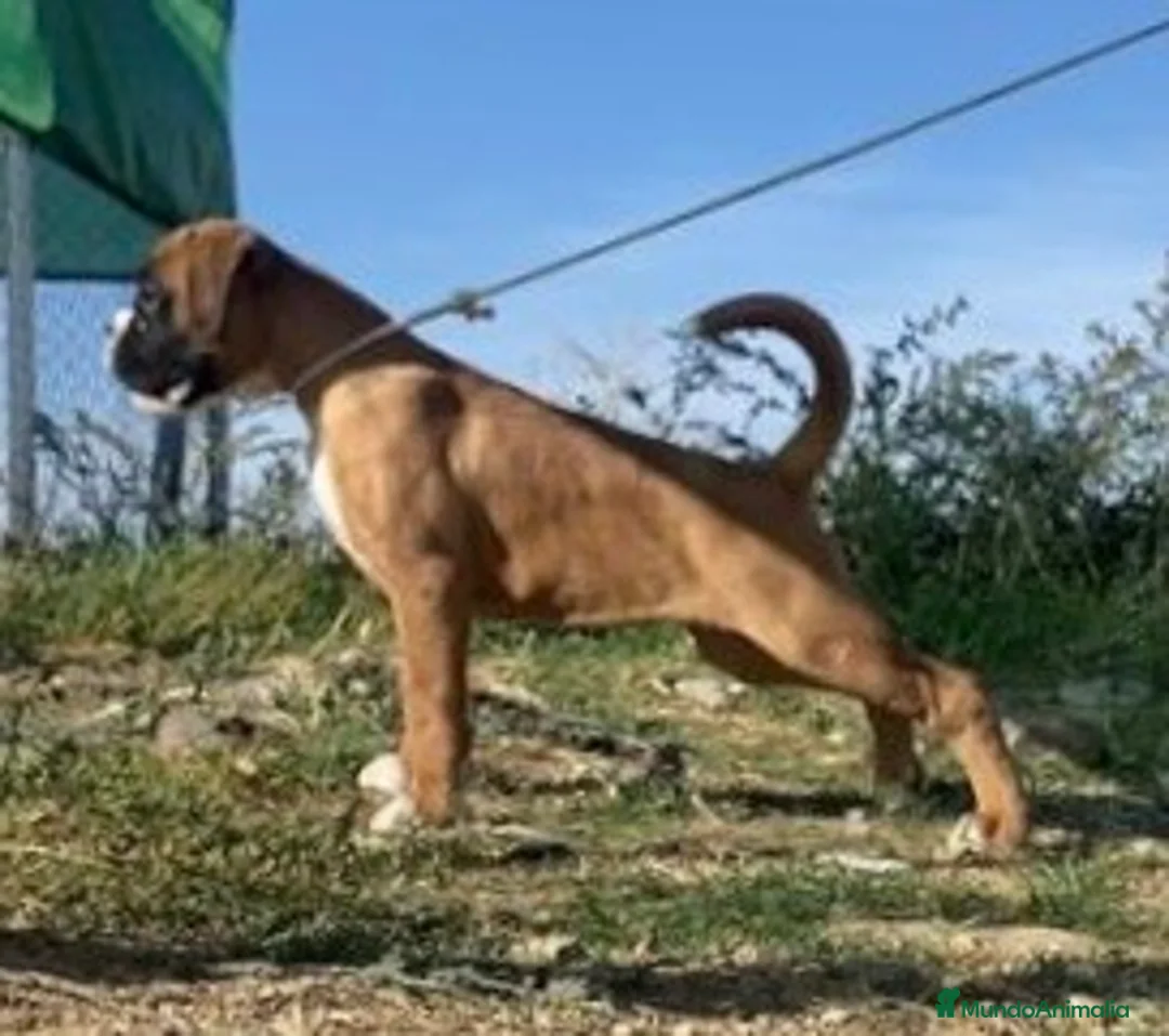 Boxer perros en venta: Boxer De Los Infanzones en Salamanca - Anuncio 8