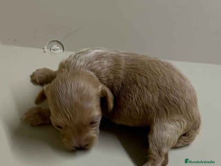 Maltipoo perros en Barcelona - Anuncio 41