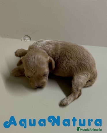 Maltipoo perros en Barcelona - Anuncio 17