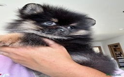 Pomerania perros en venta: Lulú de pomerania  - Imagen 7