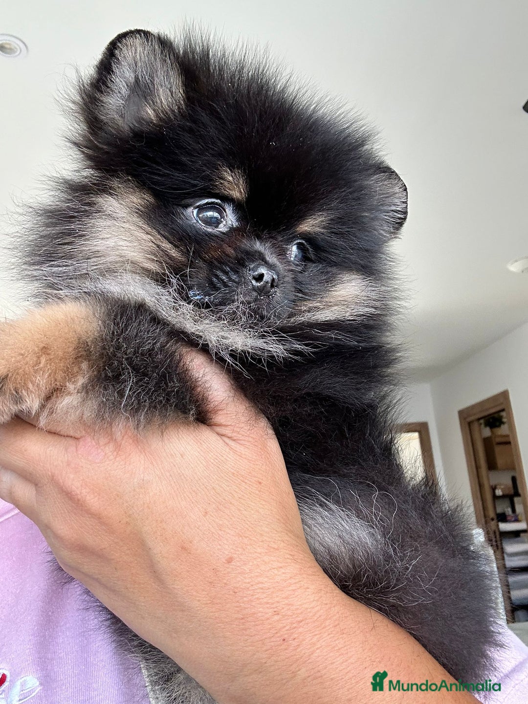 Pomerania perros en venta: Lulú de pomerania  - Imagen 7