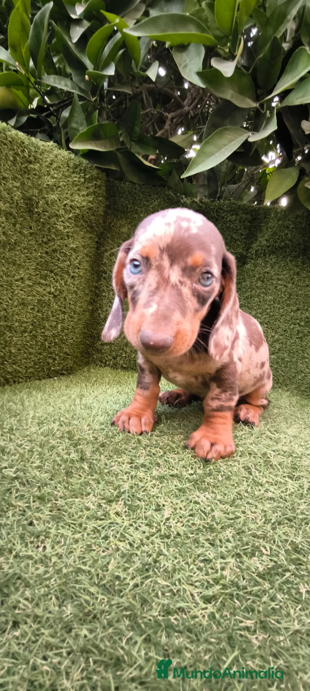 Teckel Miniatura perros en venta: camada teckel  mini de todos los colores  - Anuncio 1