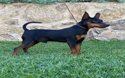 Pinscher Miniatura perros en venta: Pinscher adulto - Imagen 2