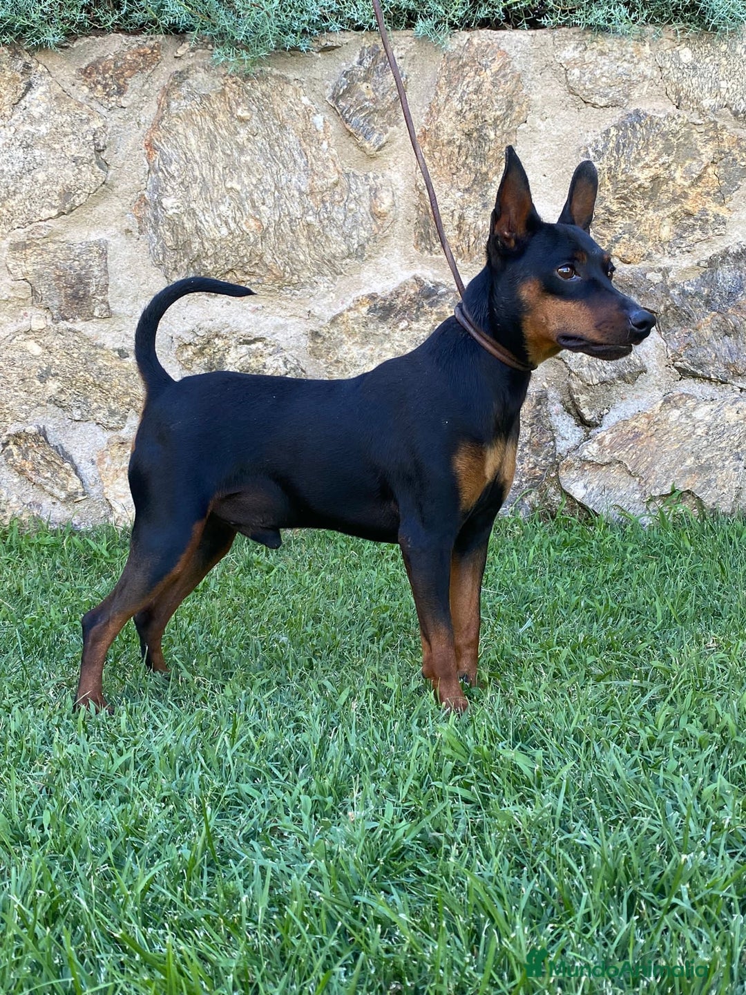 Pinscher Miniatura perros en venta: Pinscher adulto - Imagen 2