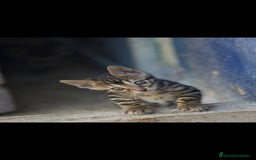 Bengalí gatos en venta: Gatos bengali en Murcia - Imagen 16