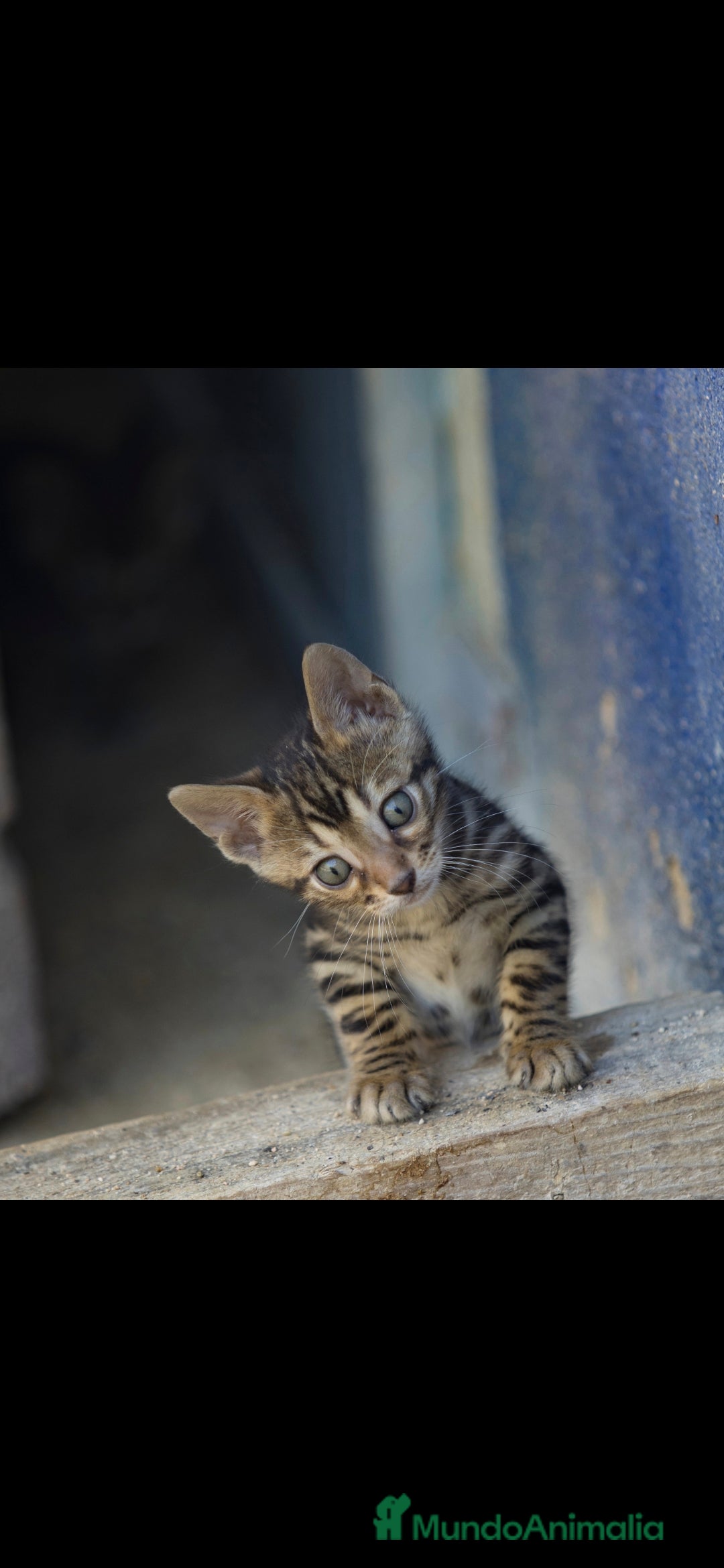 Bengalí gatos en venta: Gatos bengali en Murcia - Imagen 16