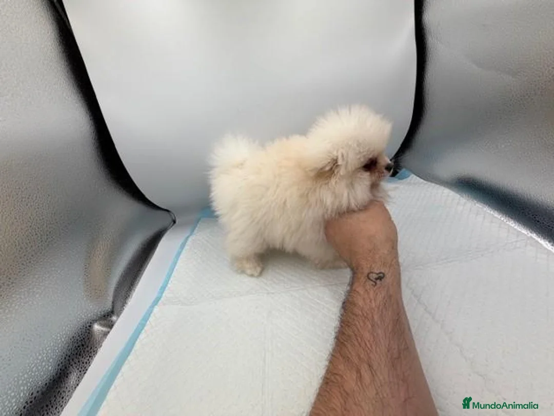 Pomerania perros en venta: POMERANIA DEL VALLE - Anuncio 2