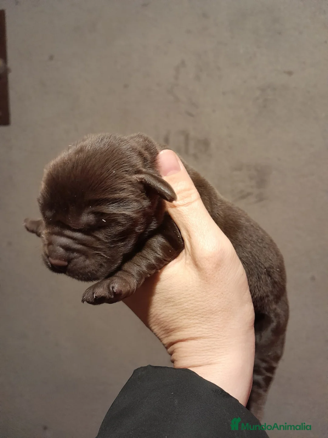 Labrador Retriever perros en venta: Cachorros Labrador color chocolate en Granada - Anuncio 3