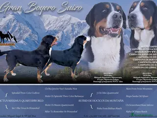 Gran Boyero Suizo perros Representantes del GRAN BOYERO SUIZO en España - Anuncio 1