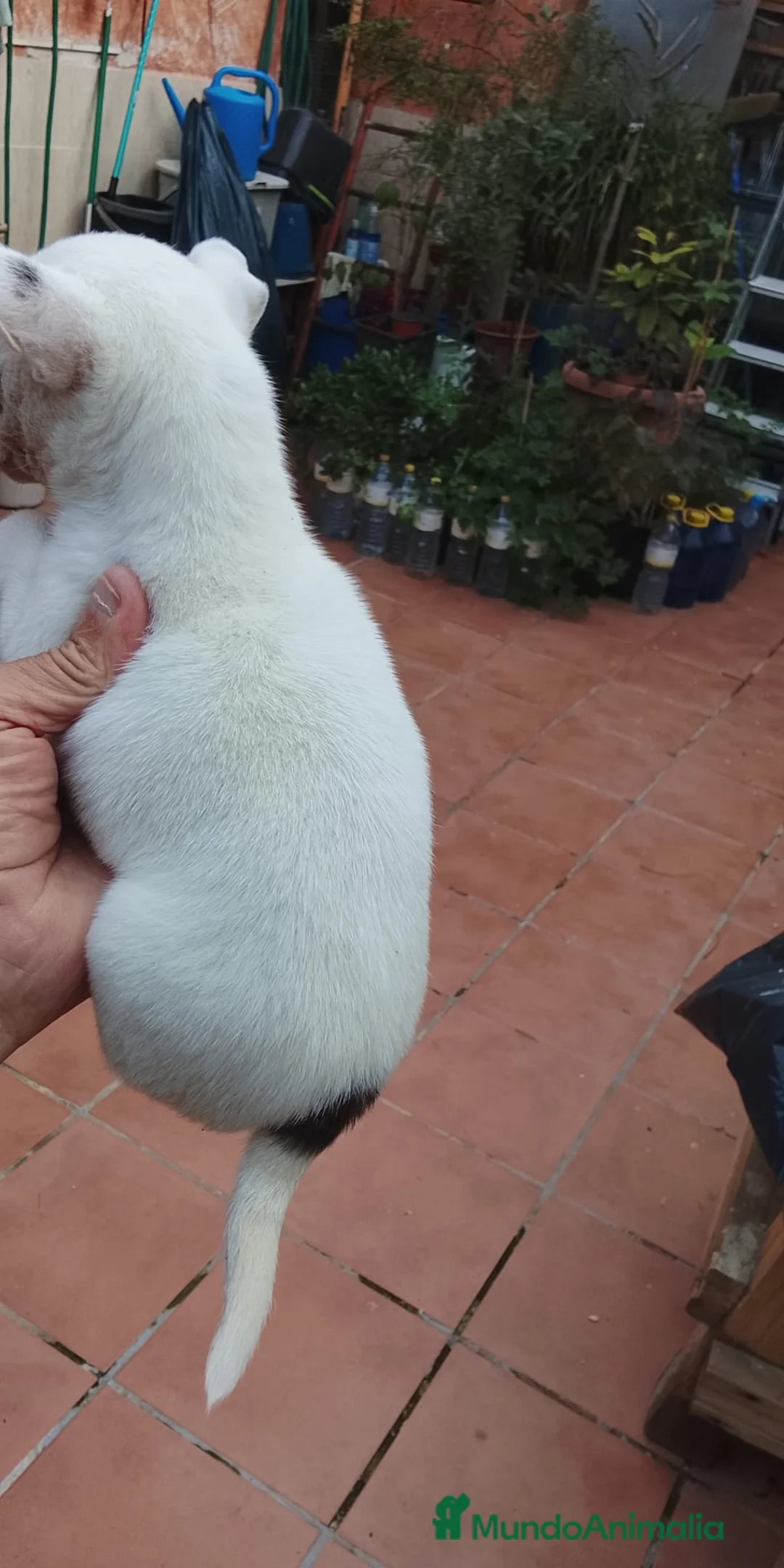 Chihuahua perros en venta: CHIHUAHUA MACHO EXCLUSIVO  - Anuncio 2