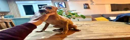 Pequeño Lebrel Italiano perros en venta: Cachorros de Galgo Italiano - Anuncio 3
