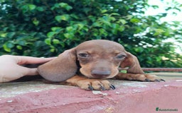 Teckel Miniatura perros en venta: Cachorrito teckel precio real  - Imagen 7