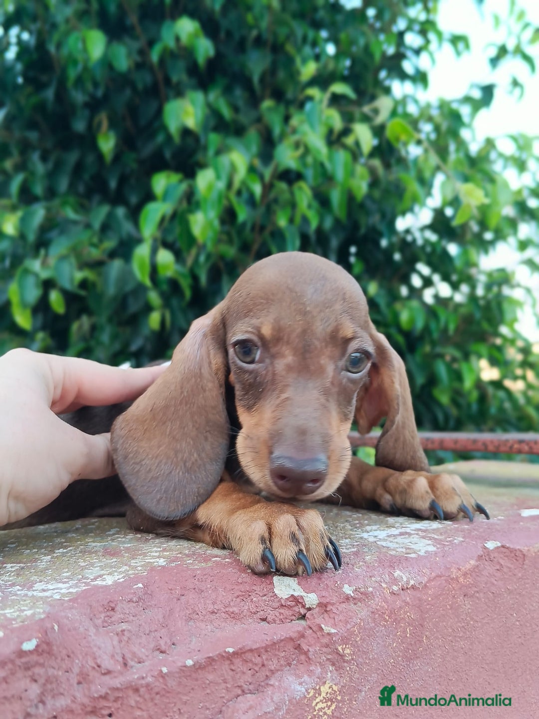 Teckel Miniatura perros en venta: Cachorrito teckel precio real  - Imagen 7