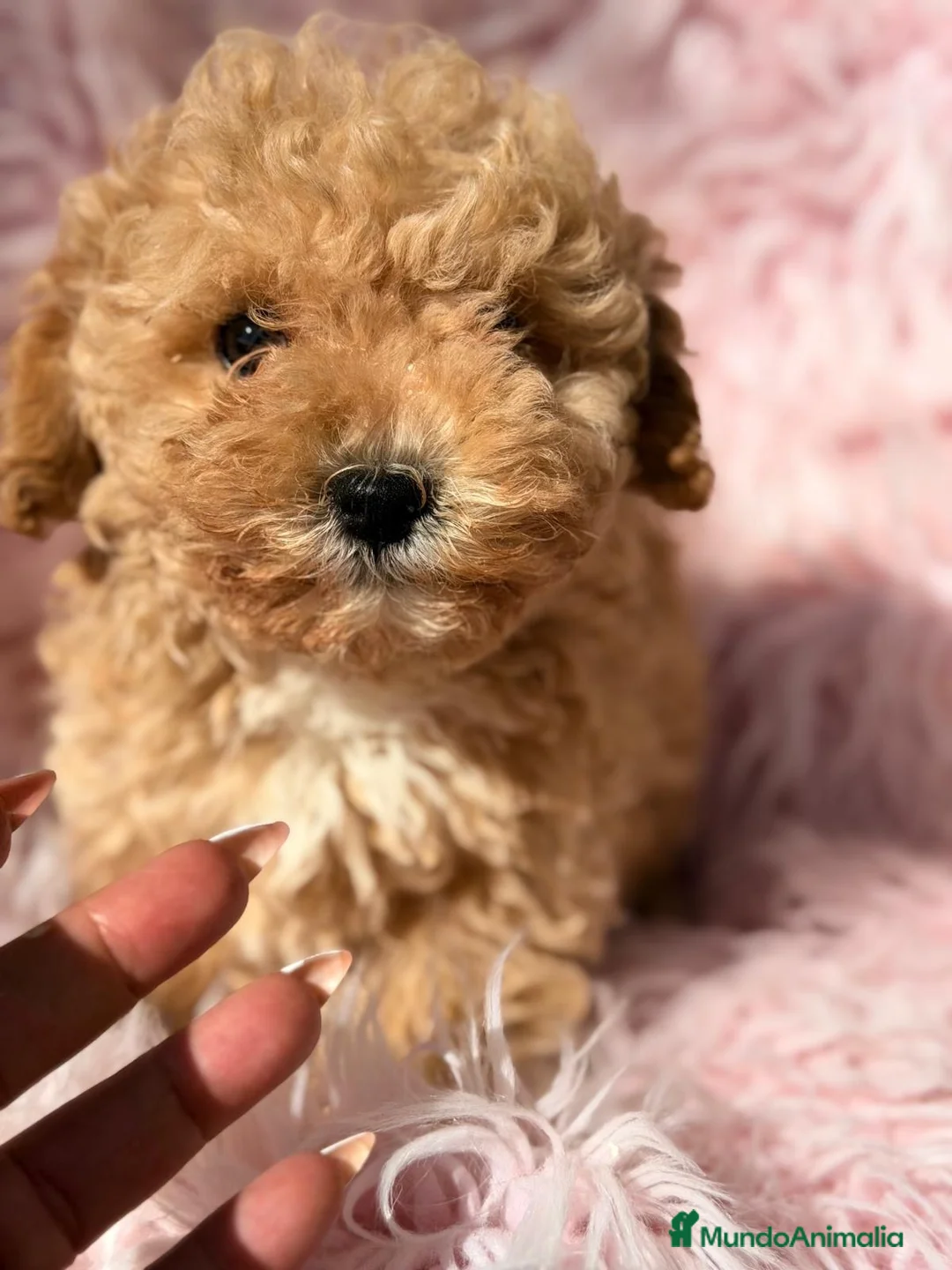 Maltipoo perros en venta: Maltipoo apricot hembra - Anuncio 2