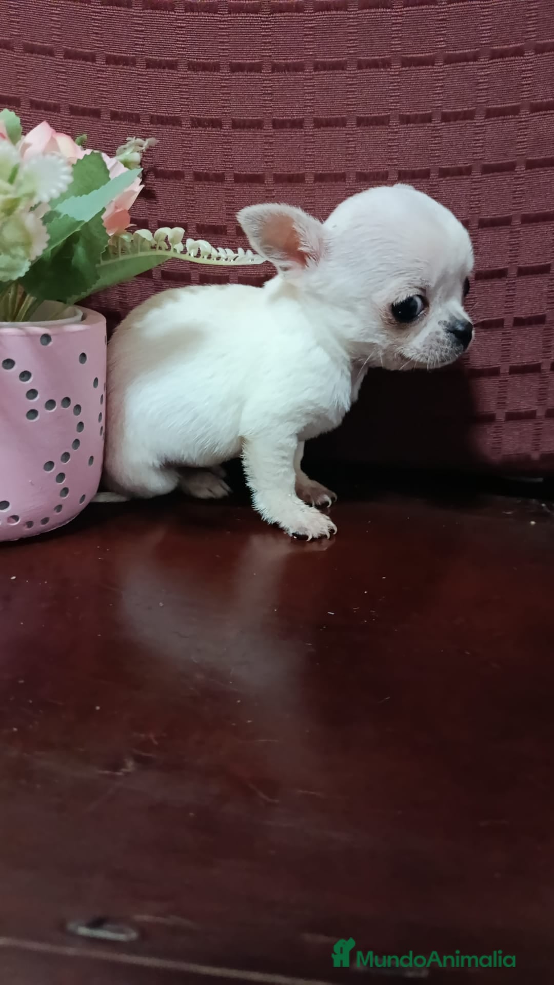 Chihuahua perros en venta: Chihuahuas Toy los de las fotos  - Anuncio 2