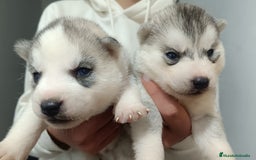 Husky Siberiano perros en venta: Camada husky siberiano  - Imagen 3