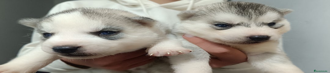 Husky Siberiano Cachorro 4