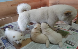 Shiba Inu perros en venta: SHIBA INU SELECCIÓN - Imagen 2
