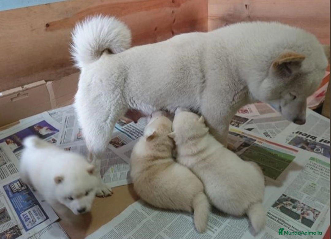 Shiba Inu perros en venta: SHIBA INU SELECCIÓN - Imagen 2