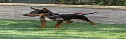 Gos Rater Valencià perros en venta: Cachorra ratonera valenciana merle  - Anuncio 4