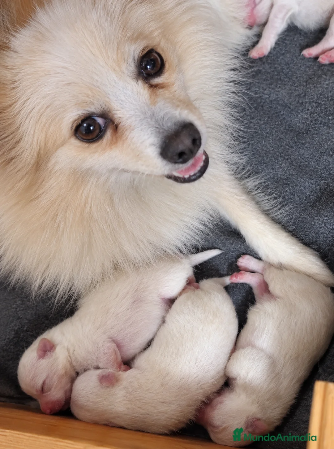 Pomerania perros en venta: Hembra y macho  cara de zorro  - Anuncio 1