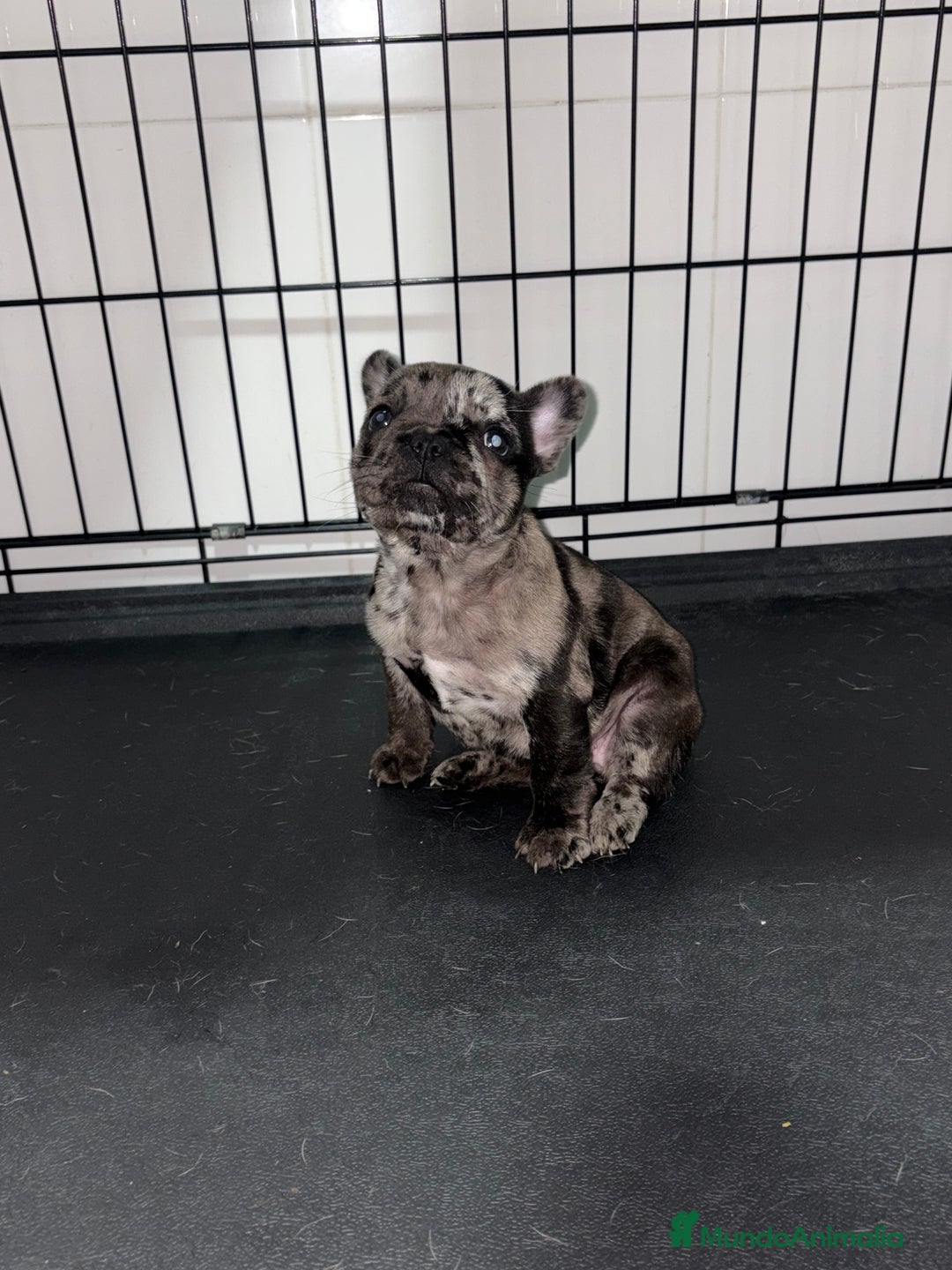 Bulldog Francés perros en venta: Cachorra bulldog francés merle - Anuncio 5