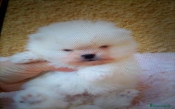 Pomerania perros en venta: Pomerania cara de osito  - Imagen 5