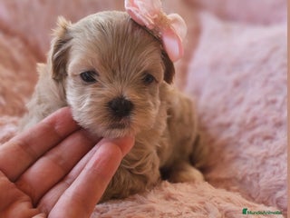 Maltipoo perros - Anuncio 5