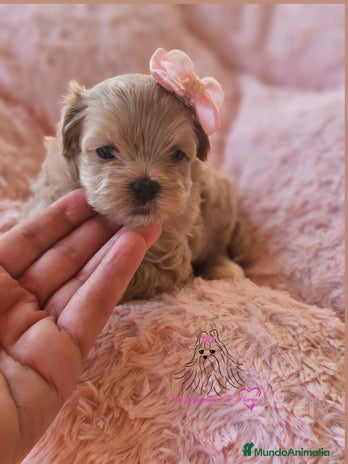 Maltipoo perros - Anuncio 10