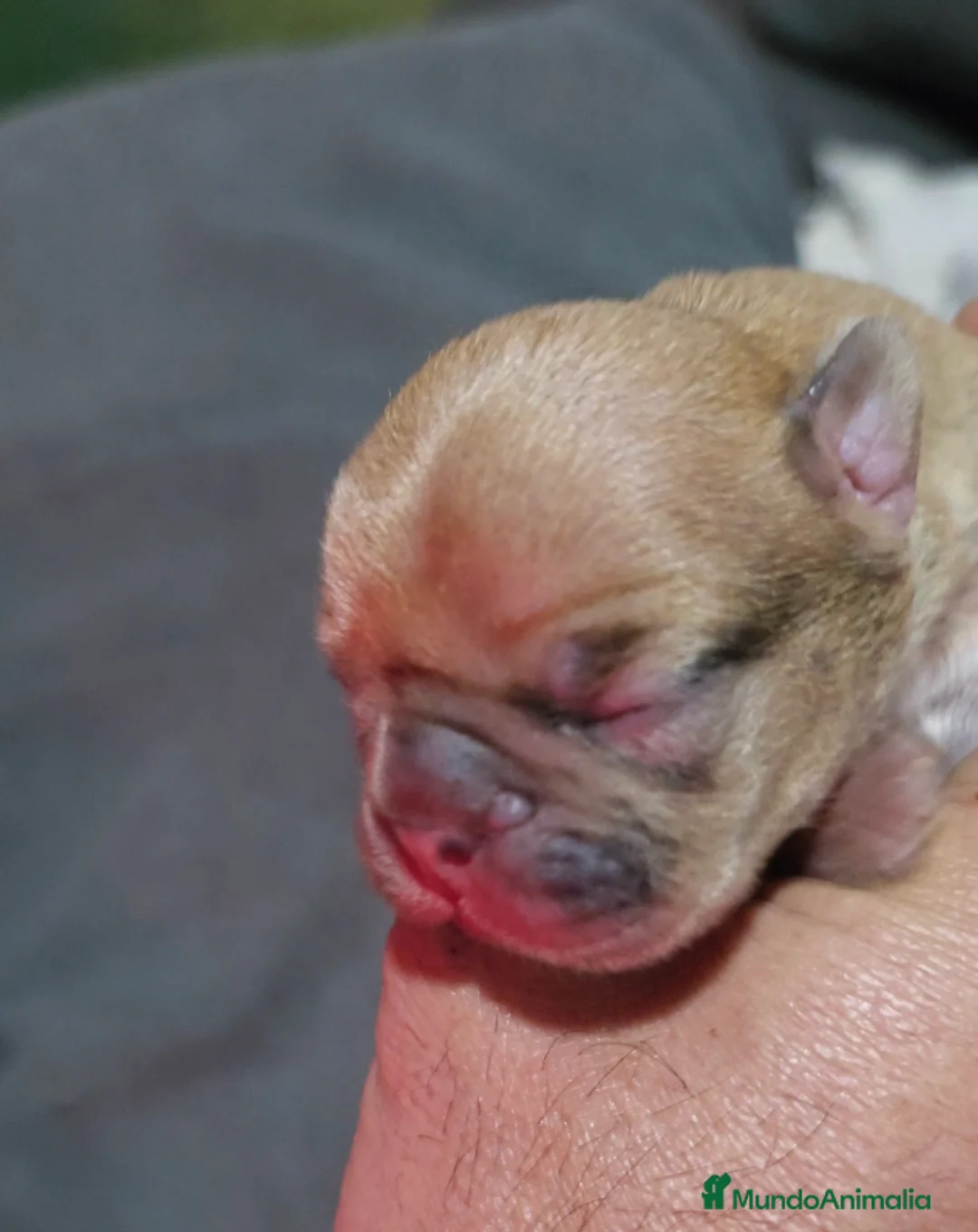 Bulldog Francés perros en venta: Bulldog francés morfología top - Anuncio 4