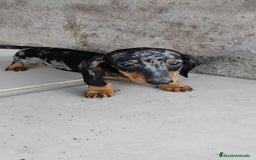 Teckel perros en venta: Macho teckel arlequín plata  - Imagen 1